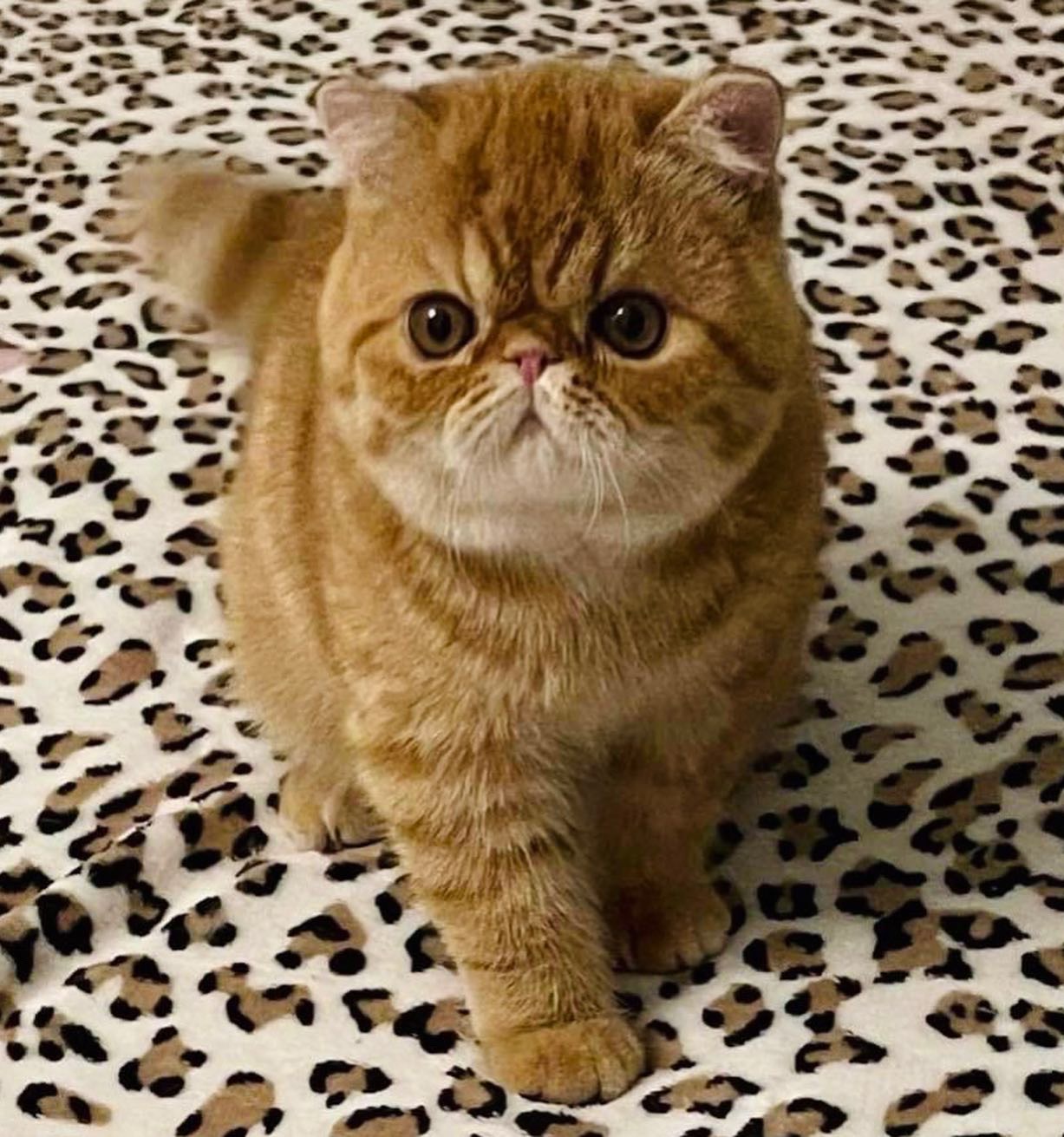 CH. PURRING ARMY KINGSMAN OF CAREBEAR