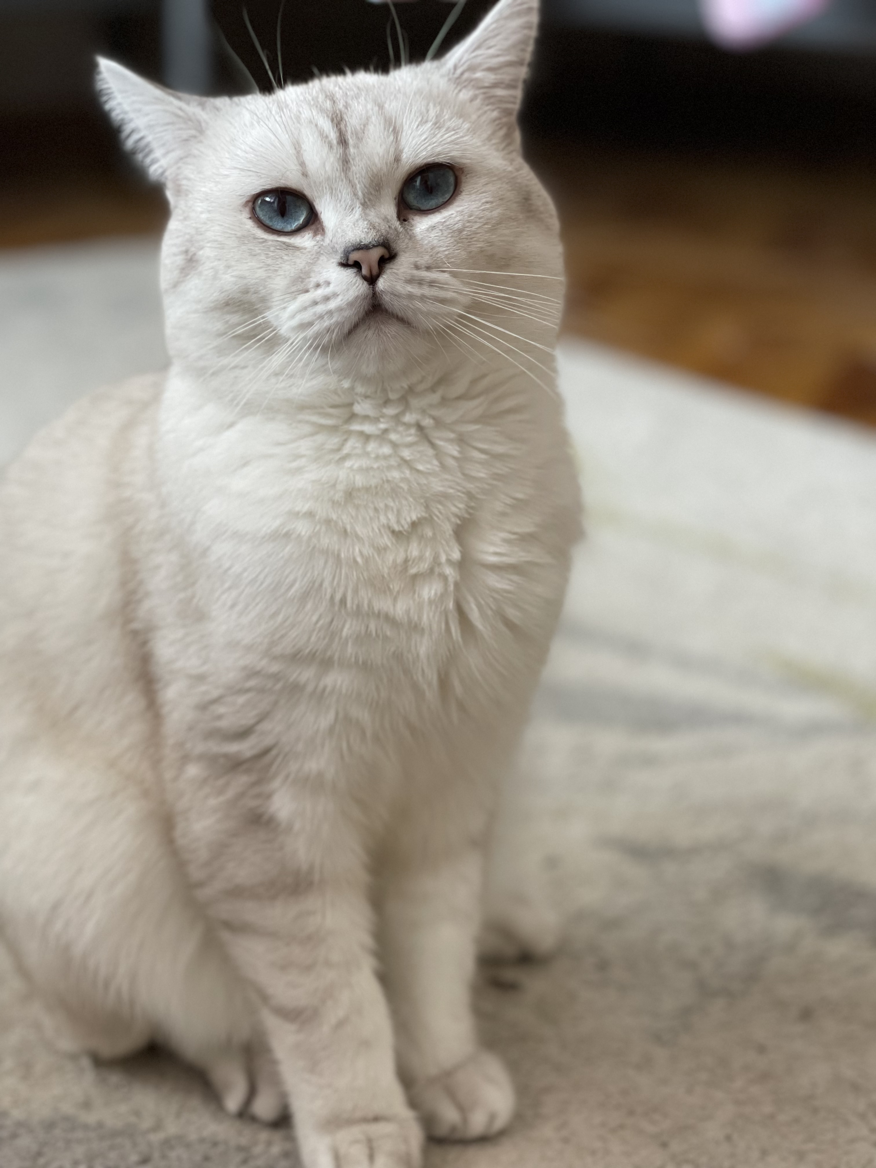 Persey Ekaterina Valensia