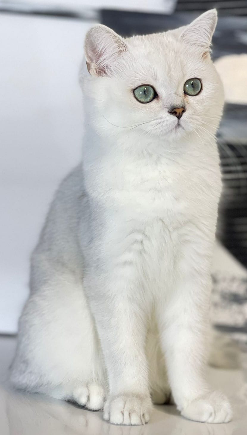 CH. Kira Silverchinci
