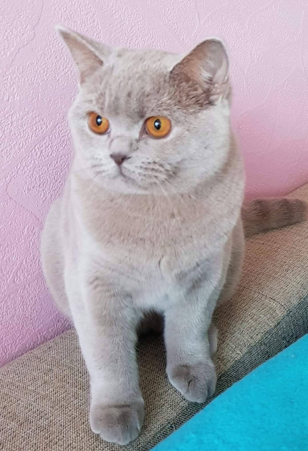 CH. Diva Tribeland*EE