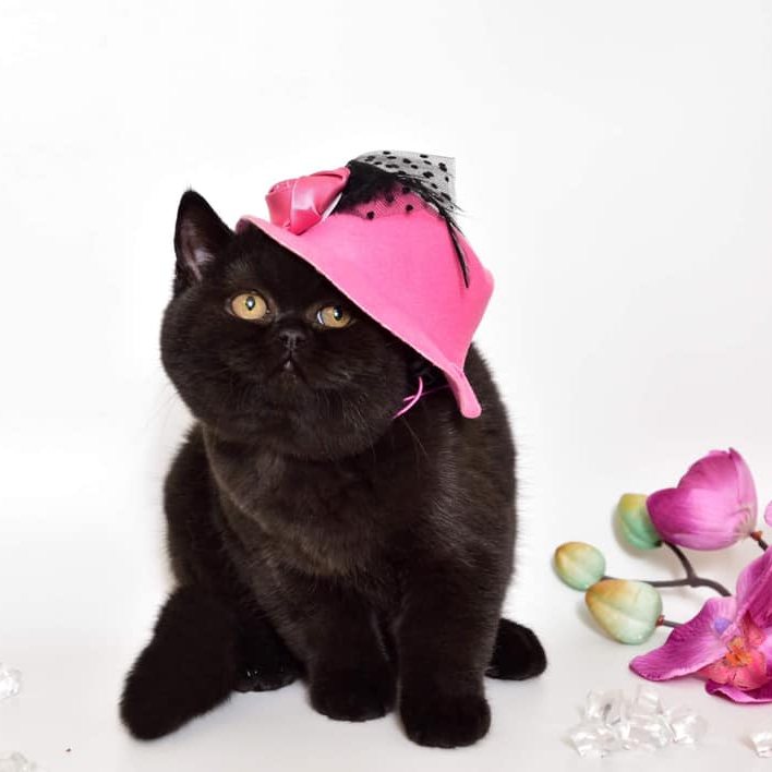 CH. Smolli of MiaMurr*EE