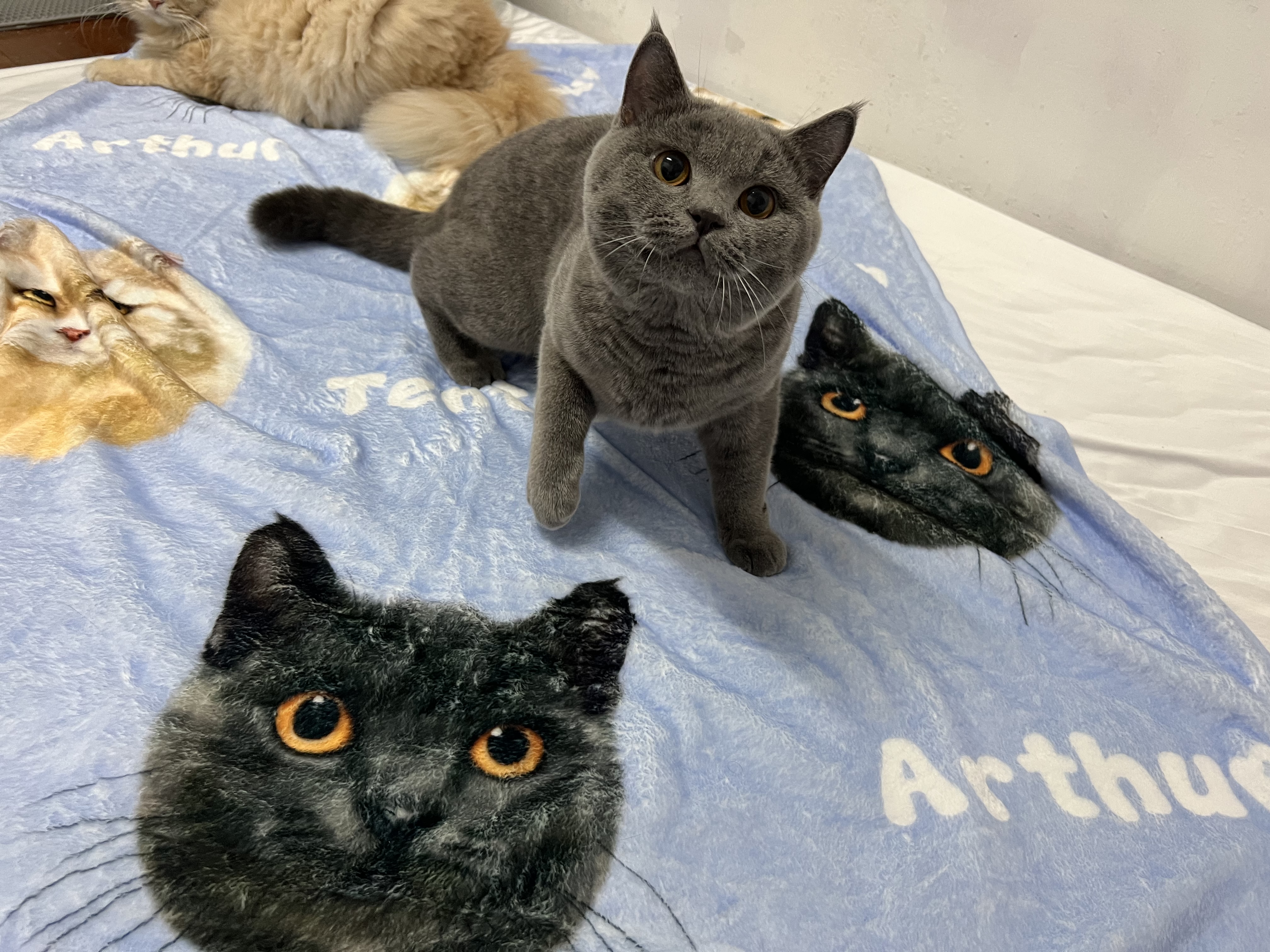 Arthur of Chubby Baby