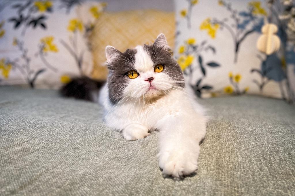Slodkie Misie Nikita