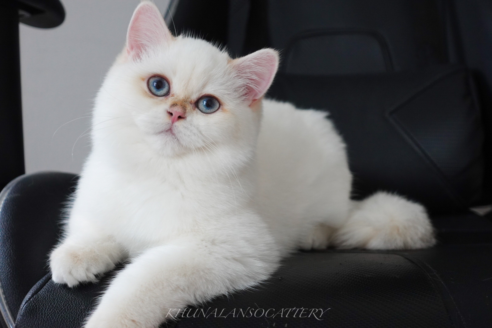 ICH. Golden Force’s Jon Snow