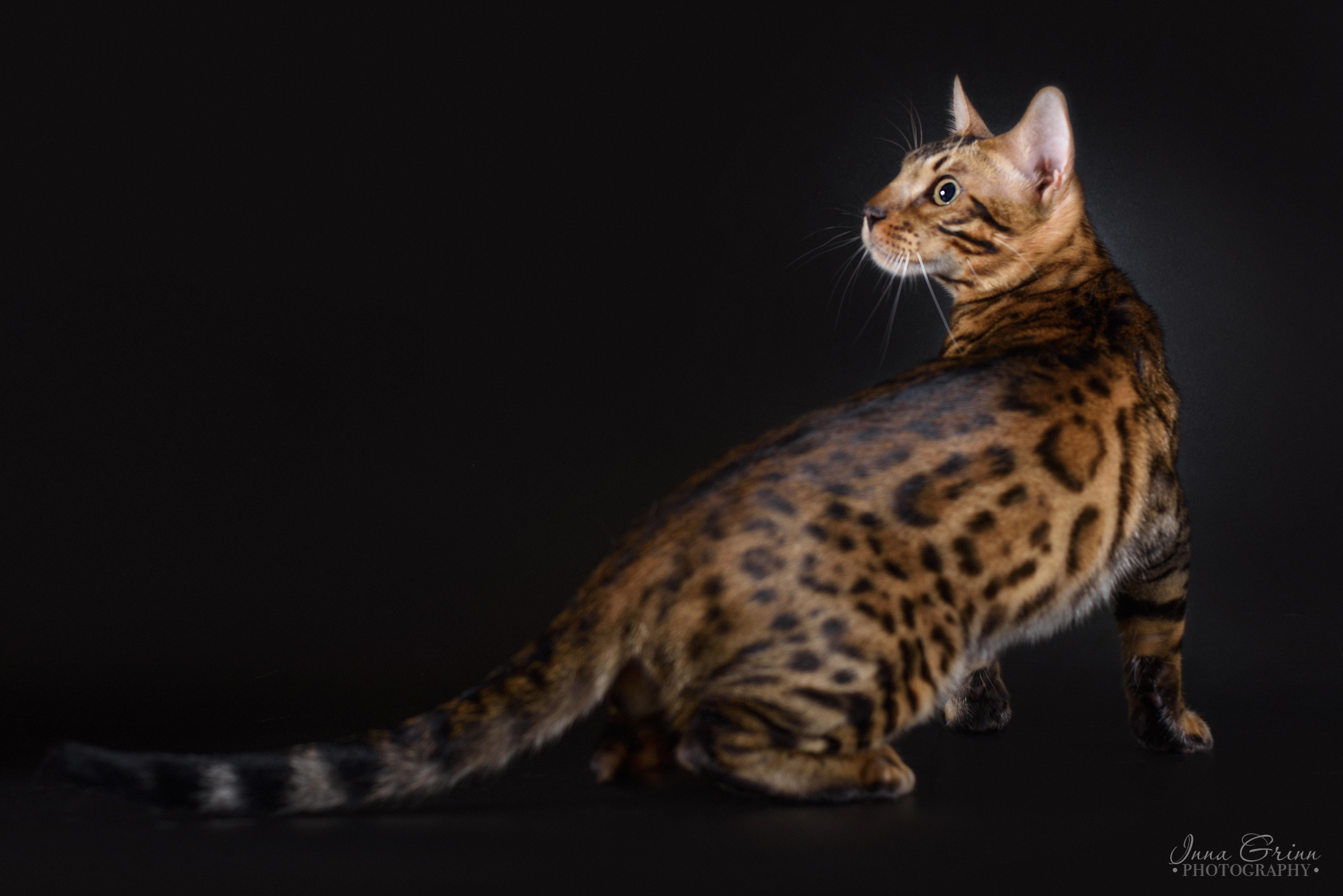 CH. Bruce Le&Ko pere