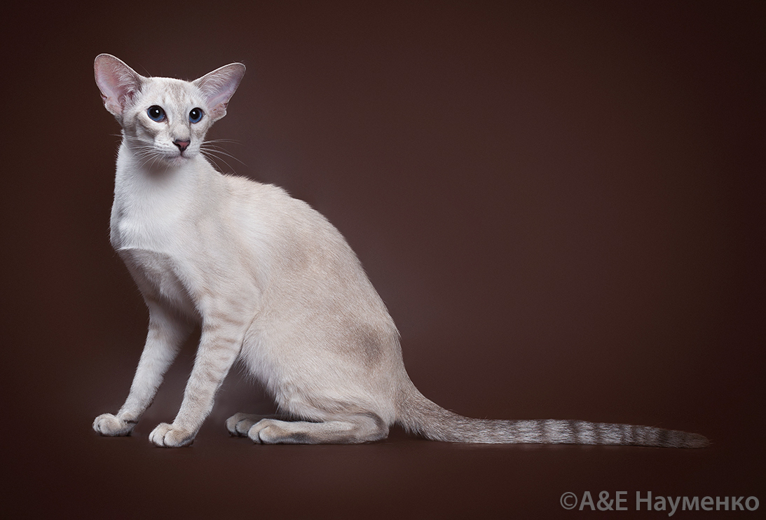 CH. Millionairess Adel Kasyun