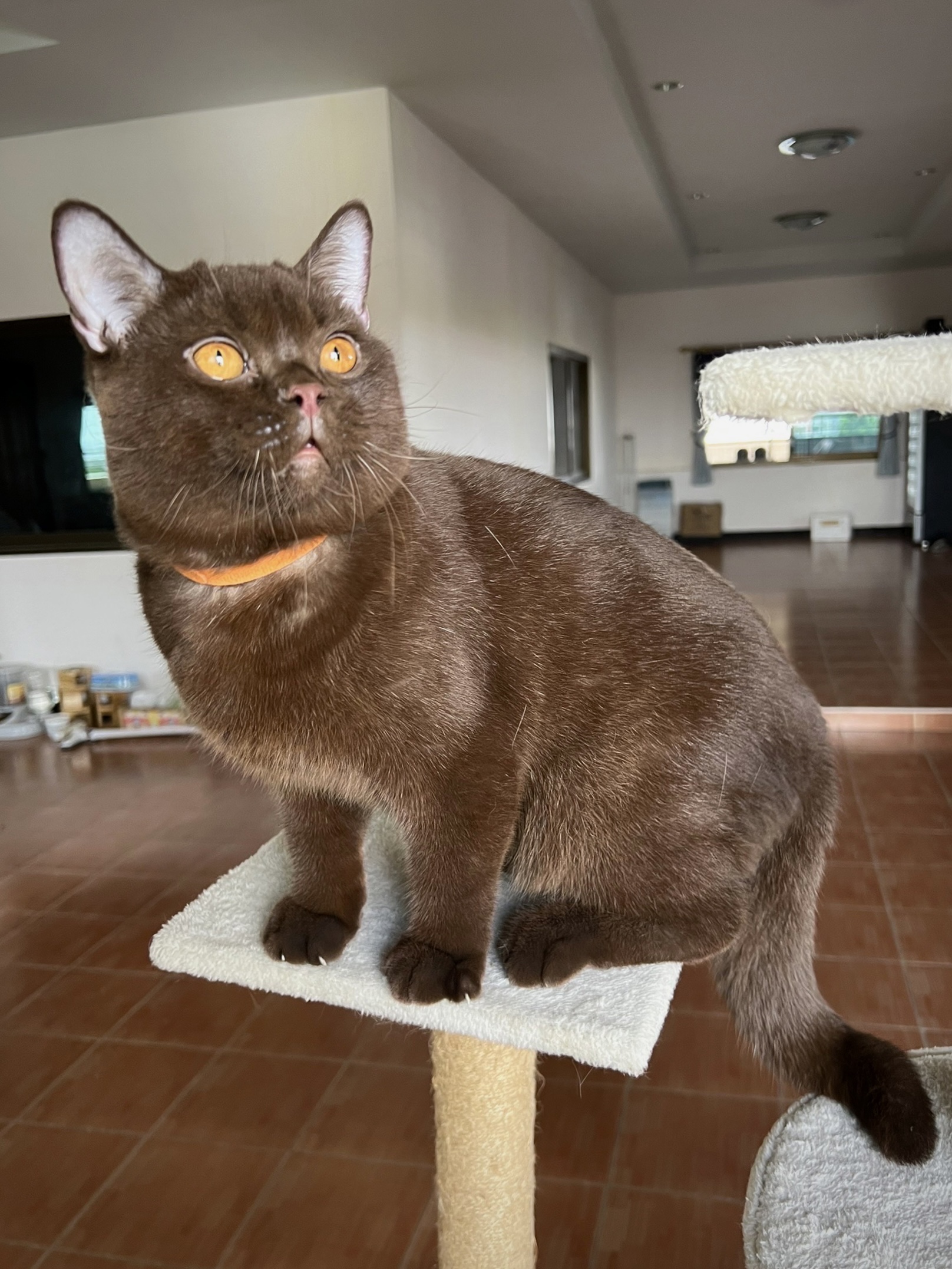 Lever Pearly Jao Saow