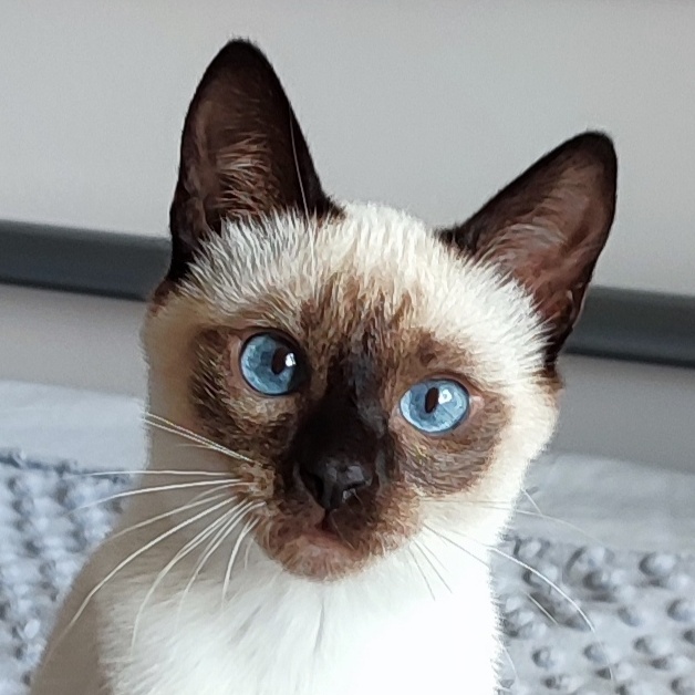 Little MyTai Annabelle