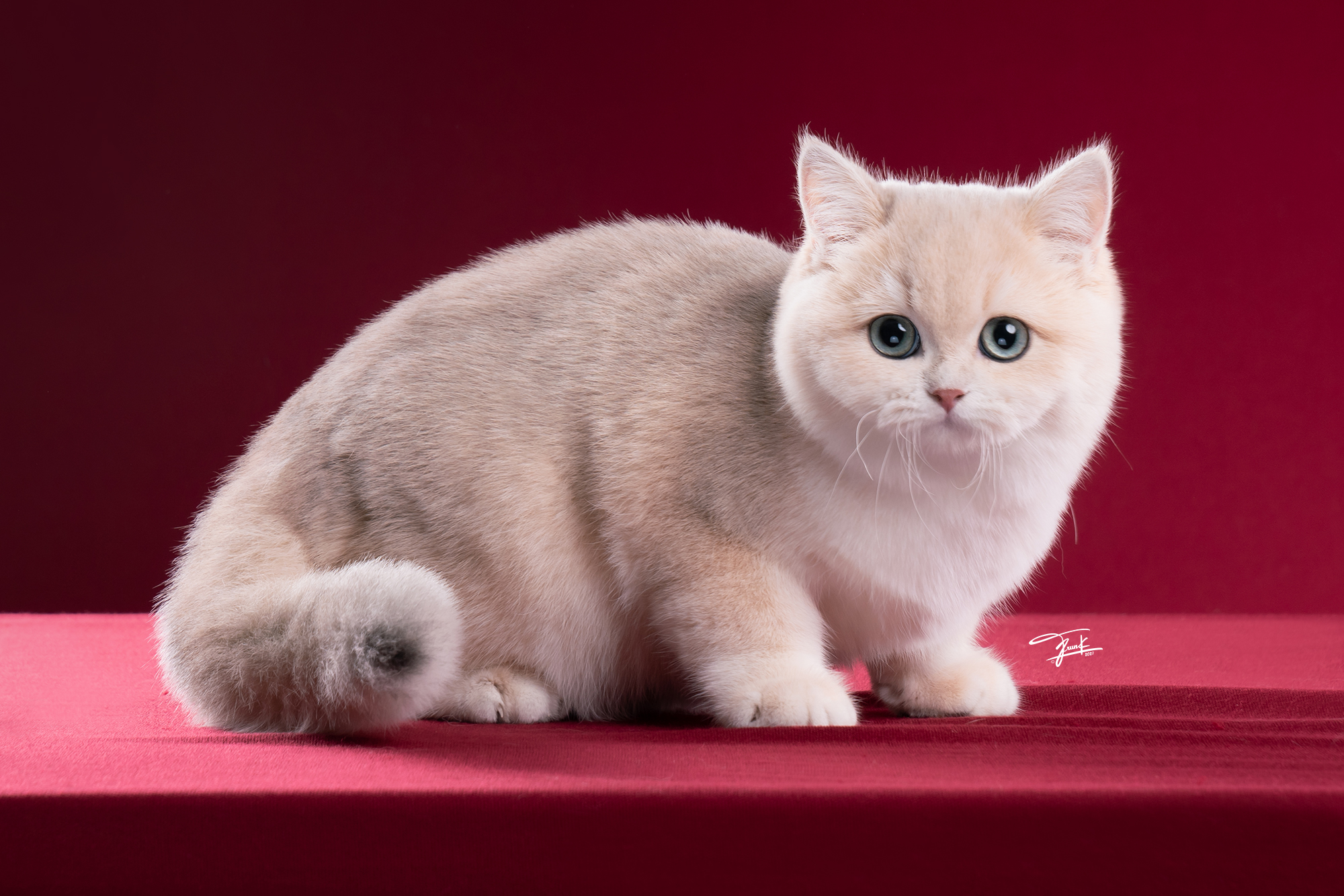 Moomai Golden Korat Maybach