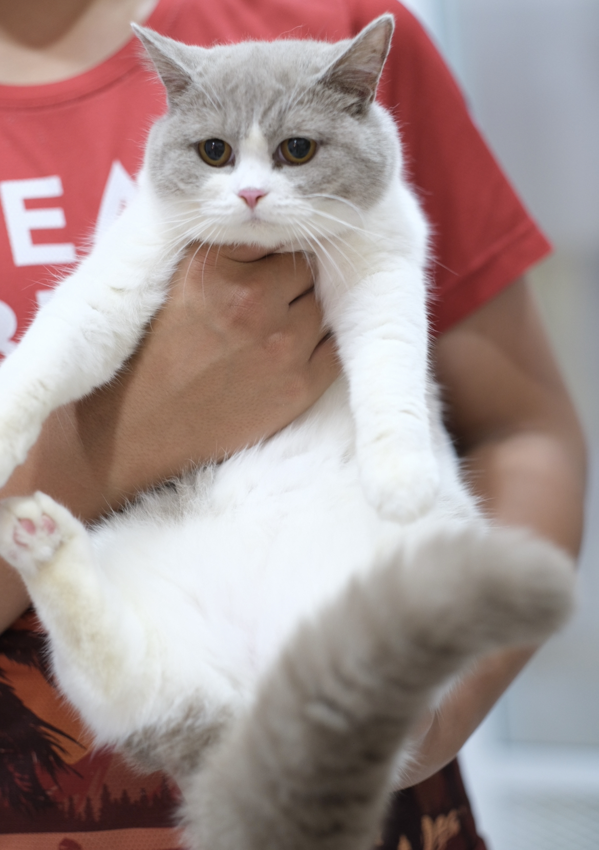 CH. Fluffy Cottage’s Oh My Cartier