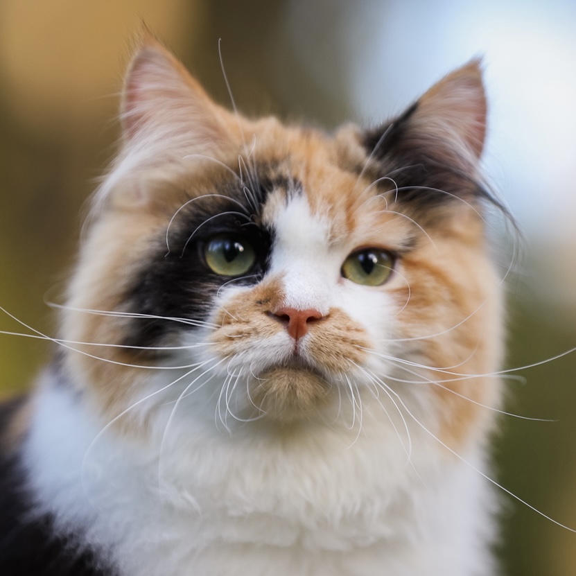 Master, JCH. LucianAurora Don’t Rain On My Parade