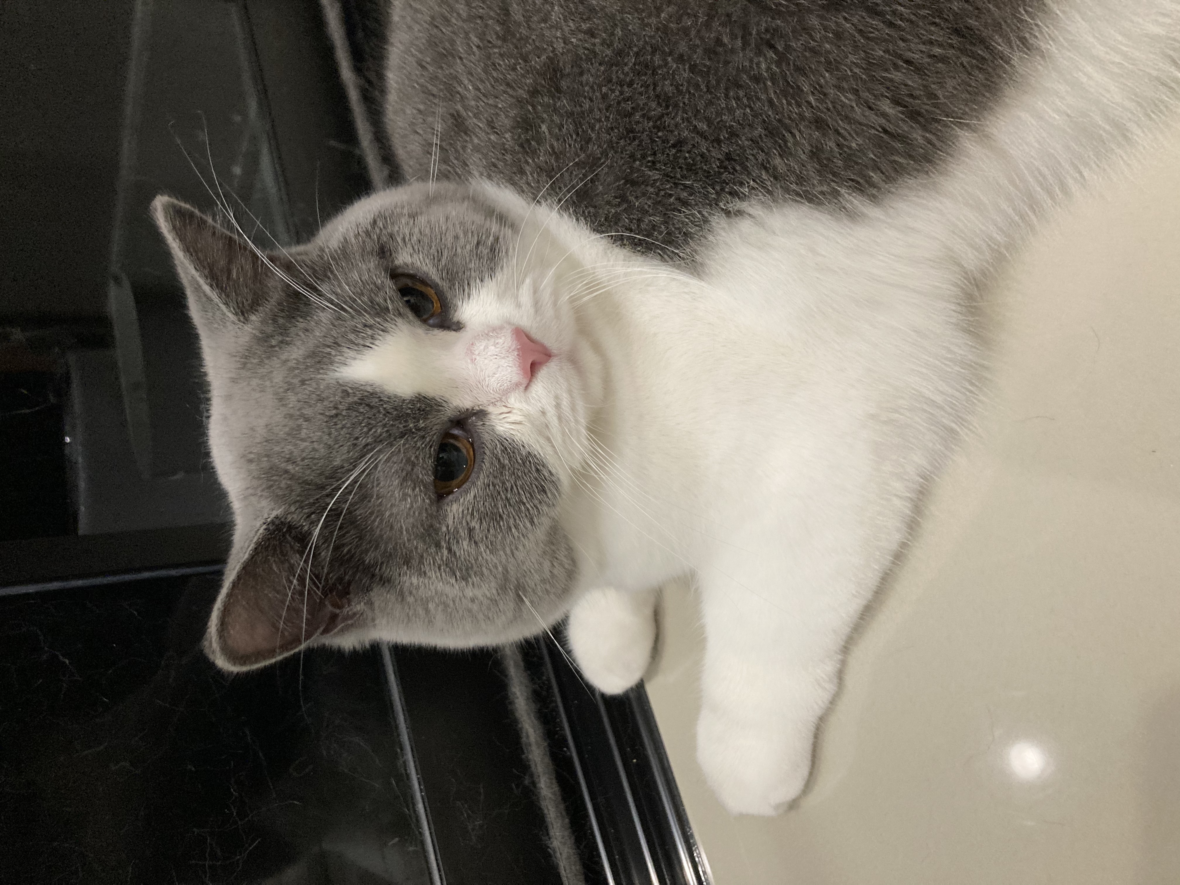 Arch Harry of Mildmultiplier