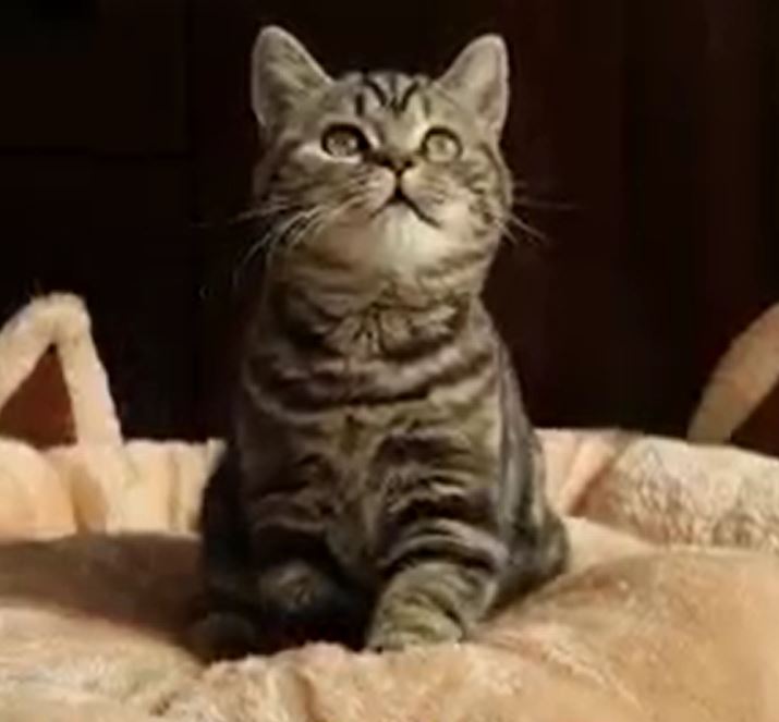 Allouette TabbyLine*IL