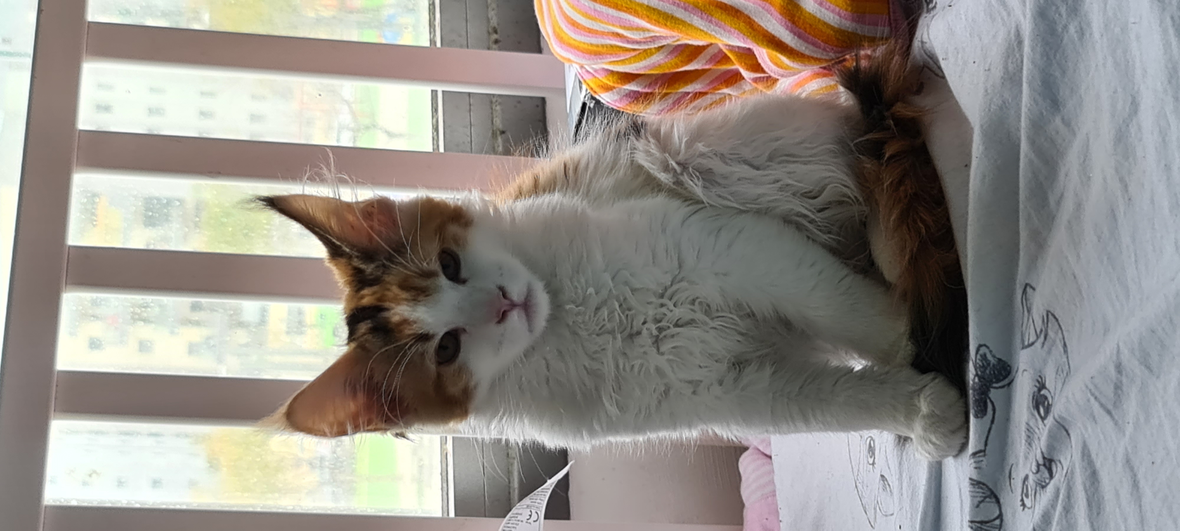 MY LOVELY LYNX IEMYRA