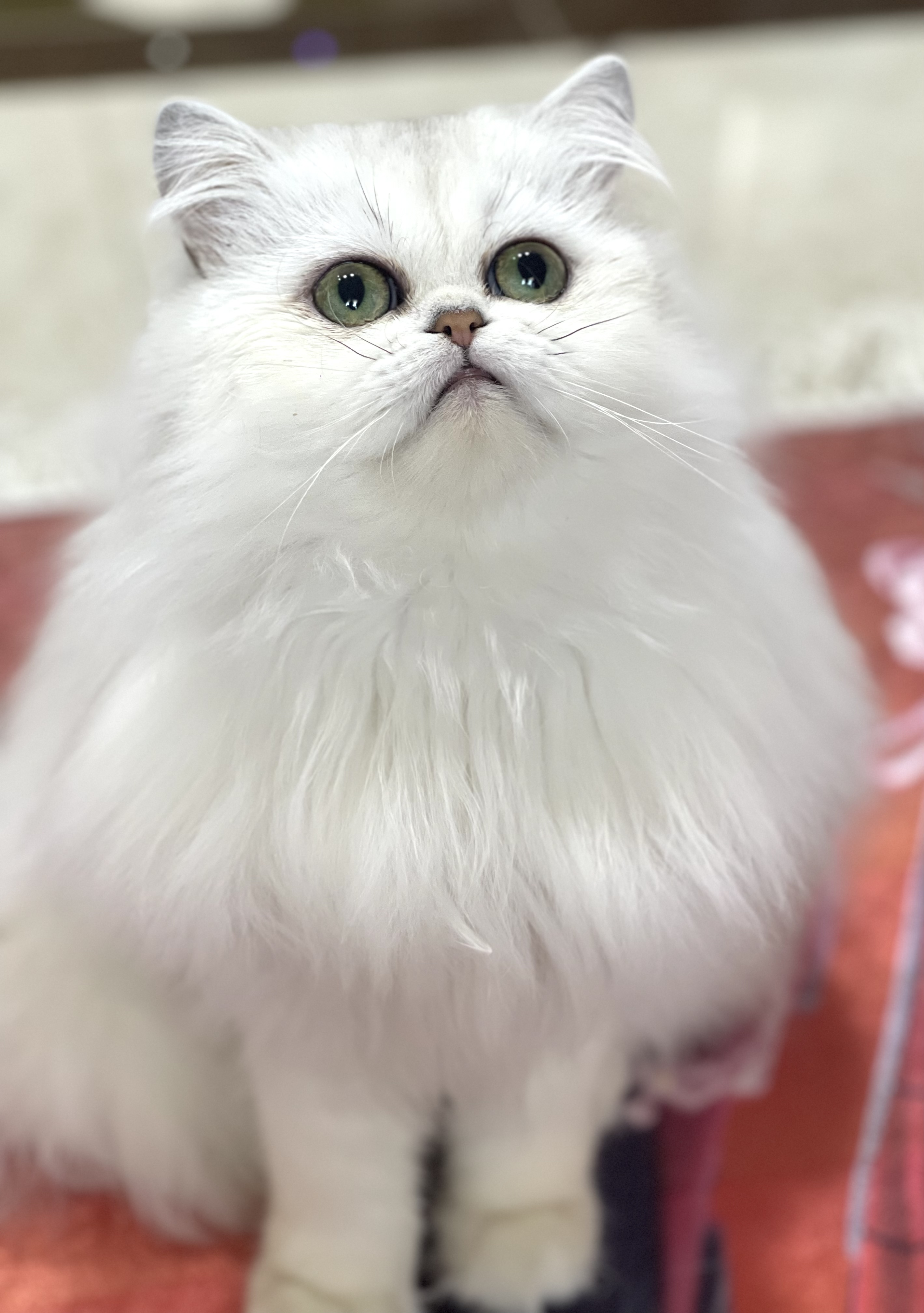 Kelevra Tamara