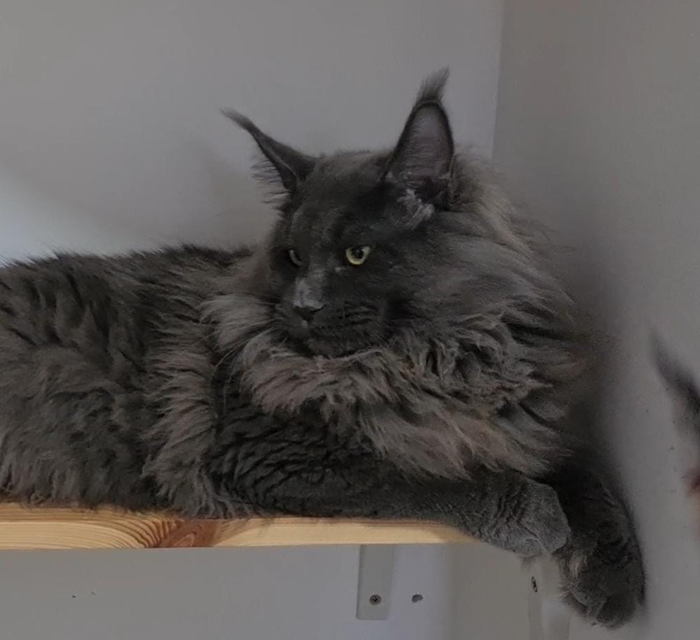 Mainetown Chingis Khan