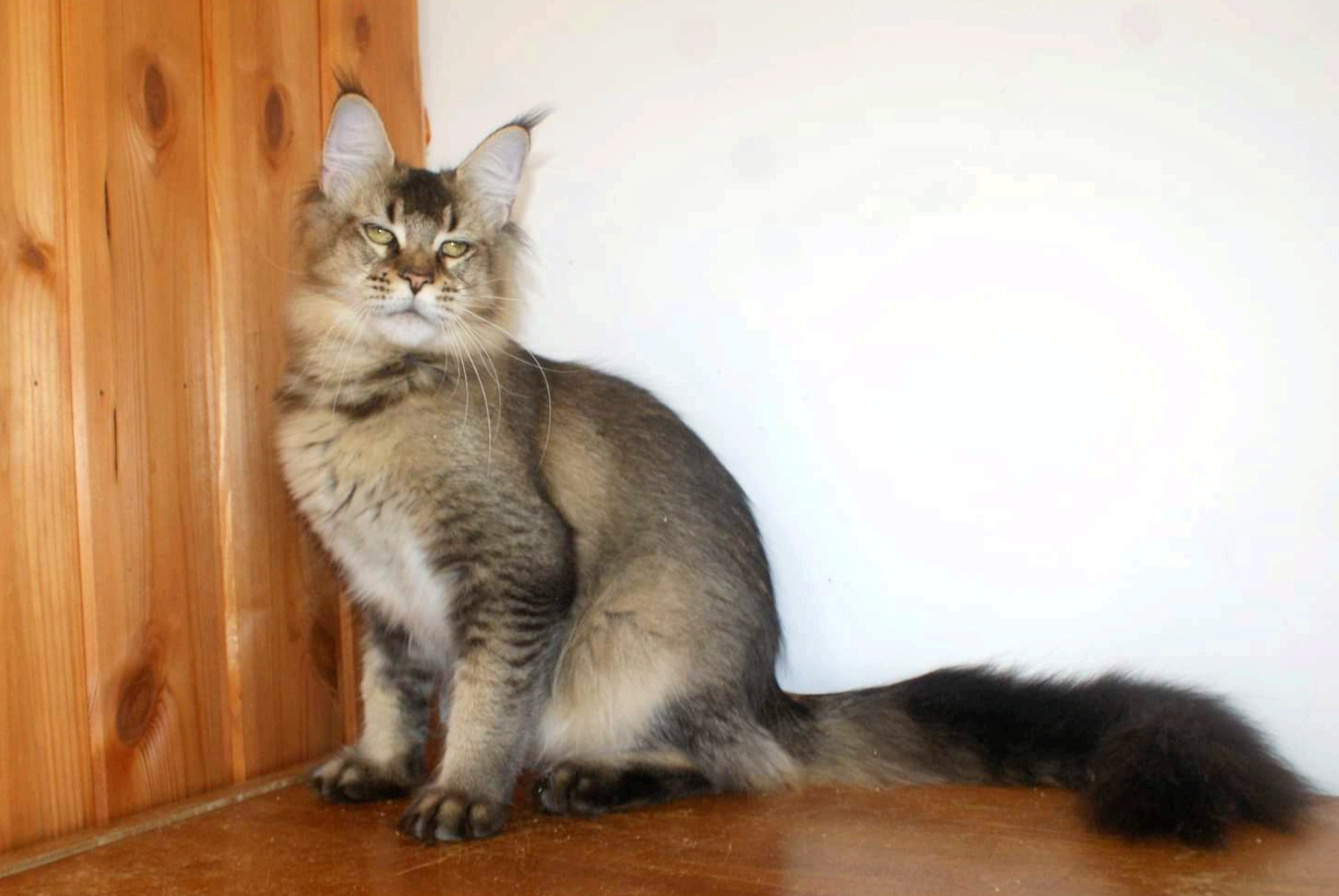 ICH. Arine Xamira
