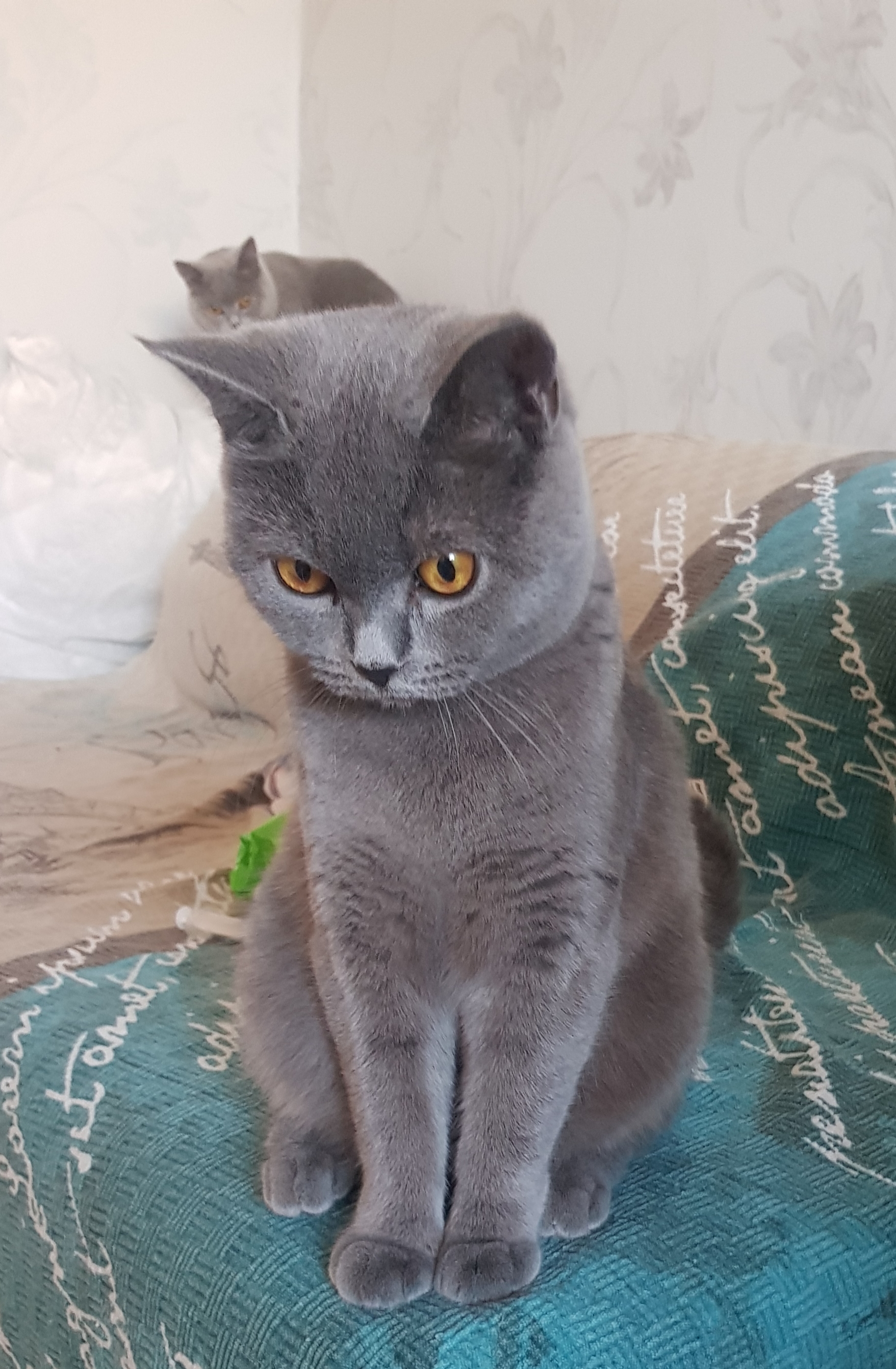 Rosabel Silver Gray of Clara