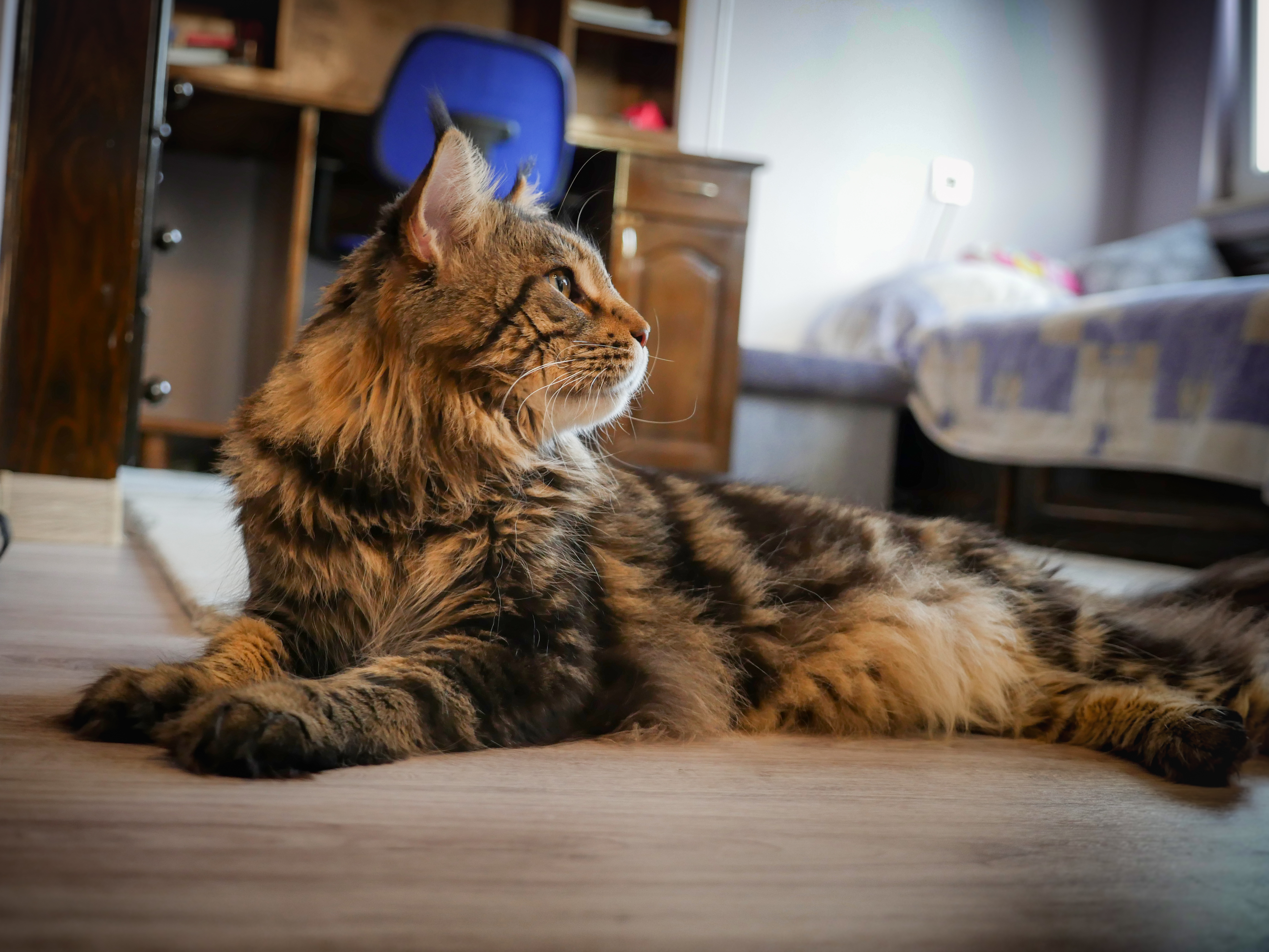 Ivyrose Loki Mycoon Gaia