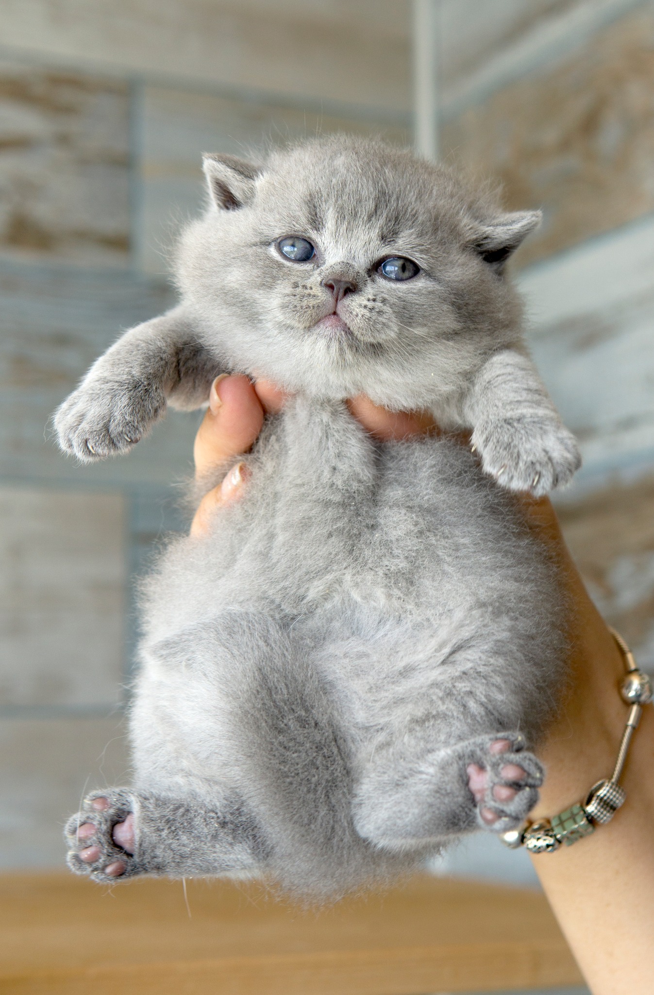 Toblerona Fantasy Avalon