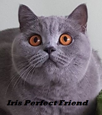 CH. Iris Perfect Friend*PL