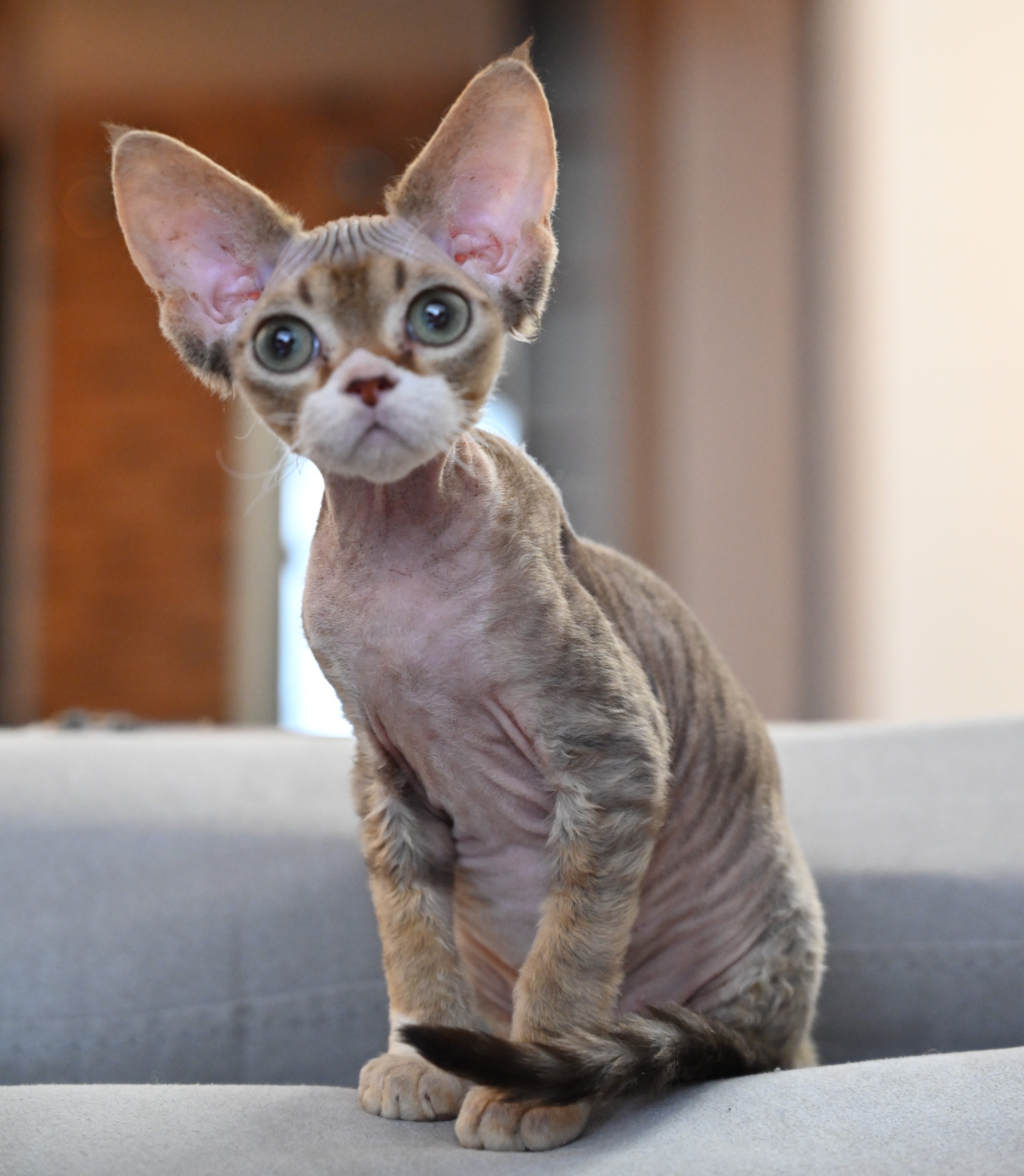 Graceful Elfes Yaki-da