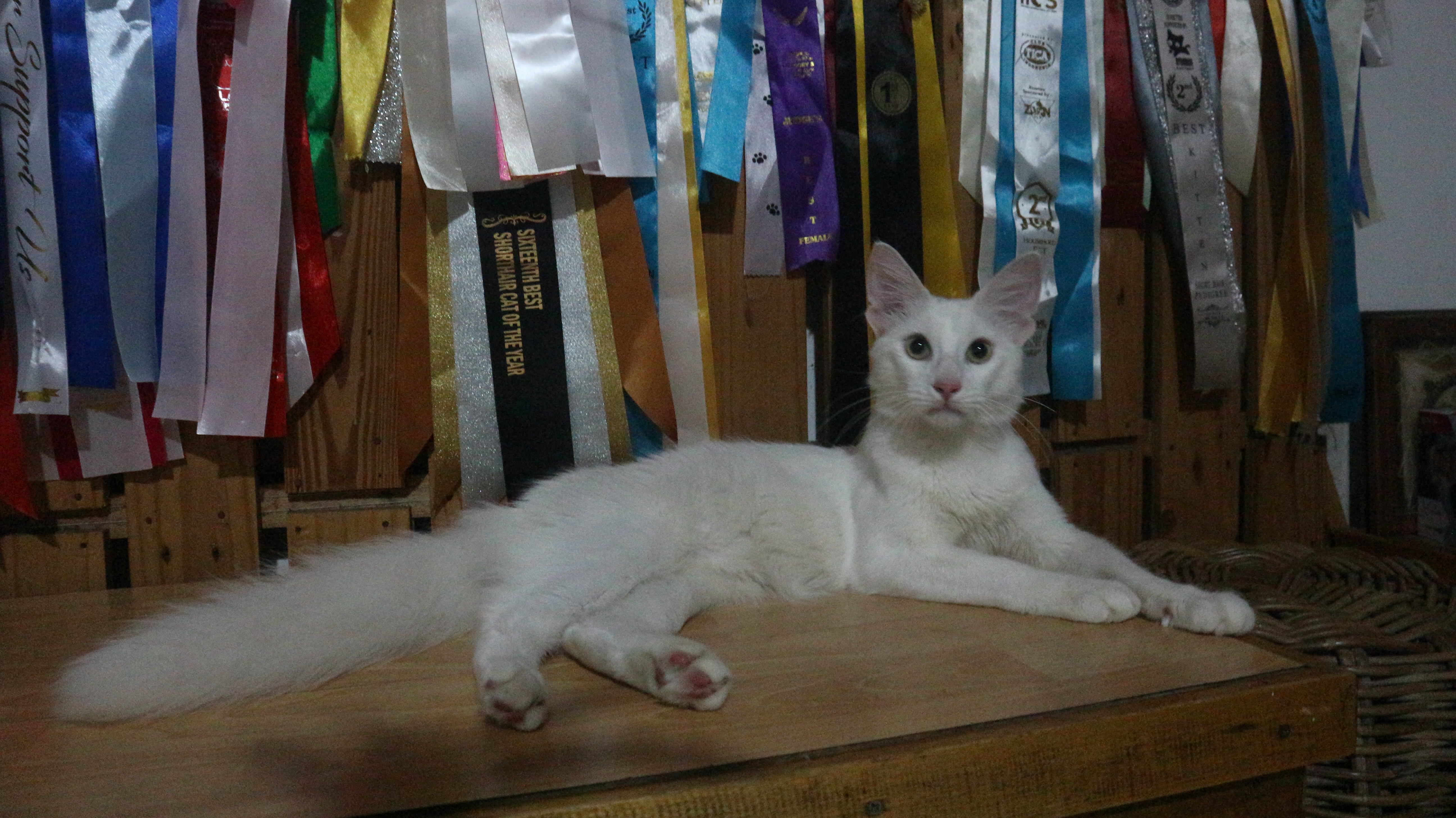 CH. Gondewa Denjaka of Chencyl