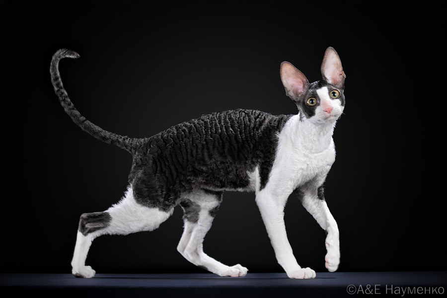 Triple Master RexInk Black Sabbath