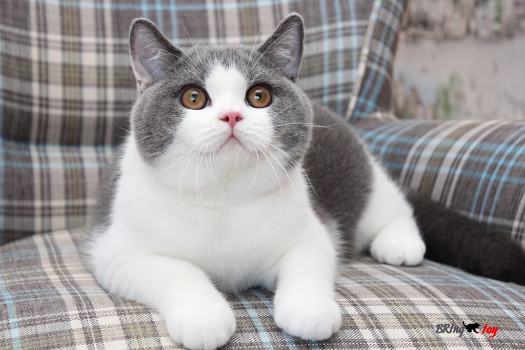 JCH. JCH. Oscar Of Bring Joy