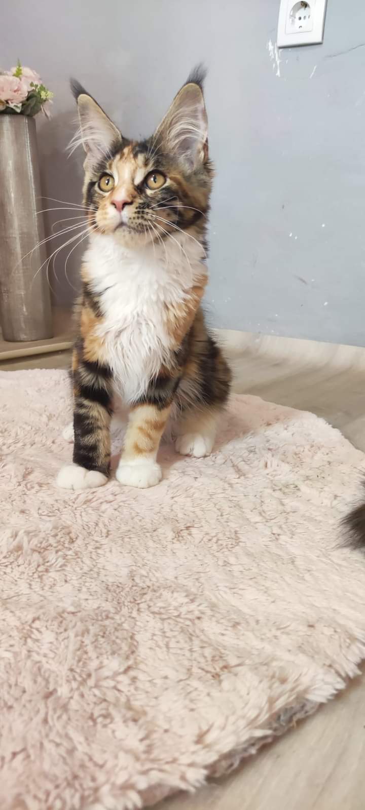 CH. HU*Lux Lior Flamina