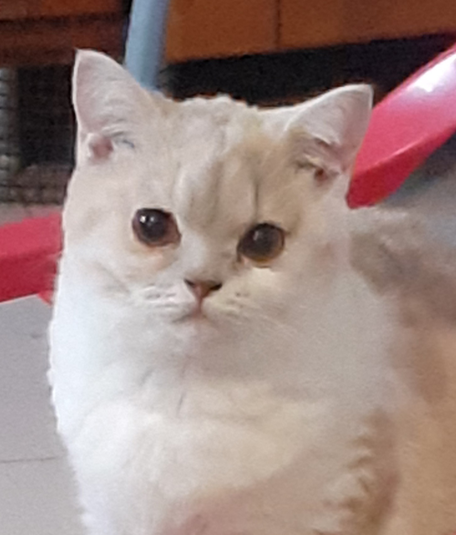 KCH. Karina della Fata Morgana