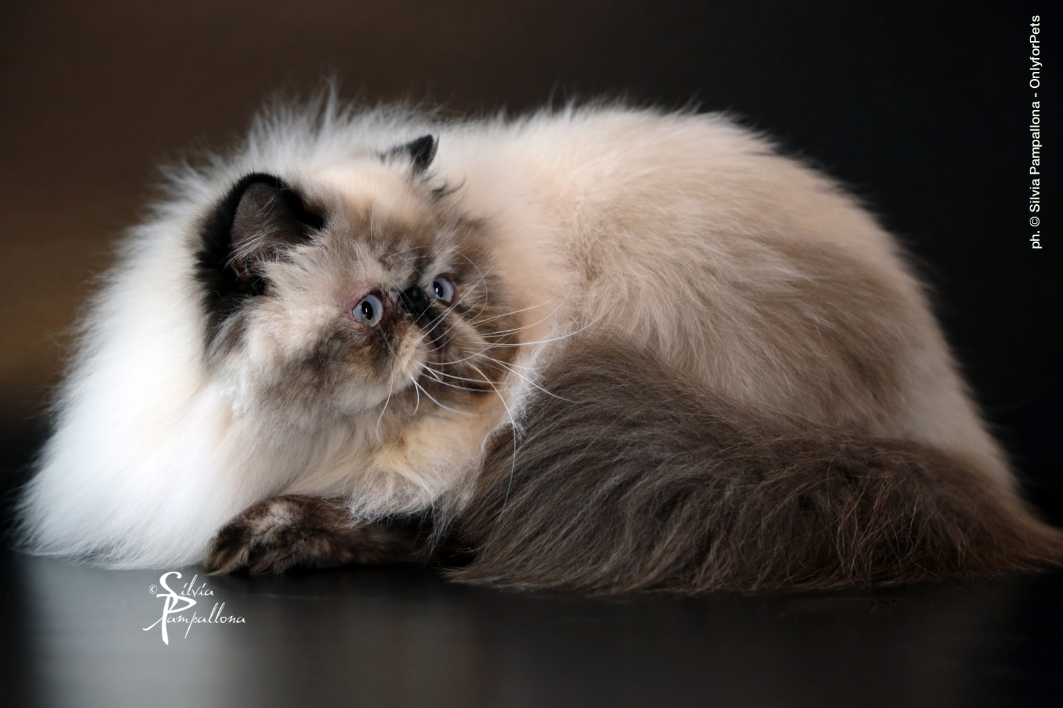 Master, WCH. LUCILLA DEL GUELFO BIANCO OF ROMANTIC BLUE