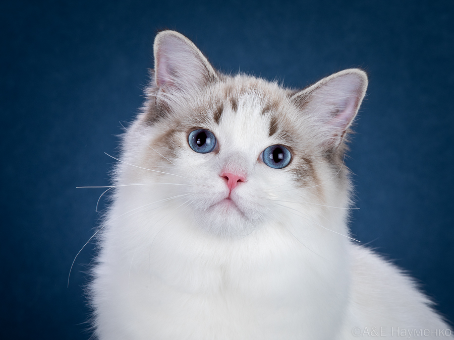 JCH. Hey, Ursula CareForPets*RU