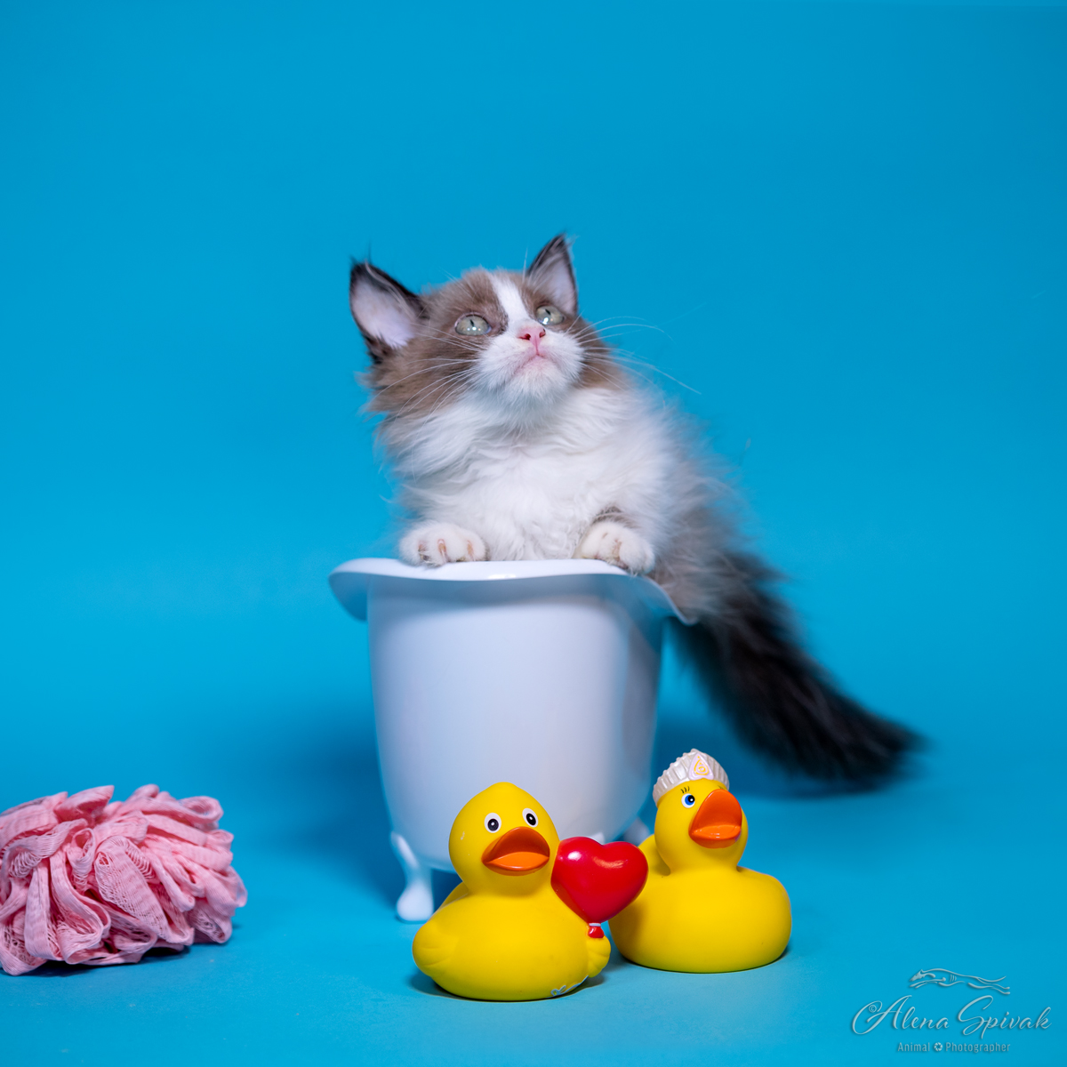 JCH. Sweet Saga Love My