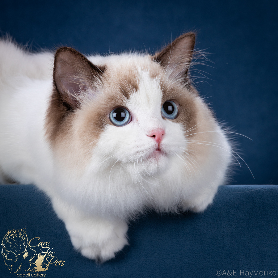 JCH. Yu'Valencia CareForPets*RU