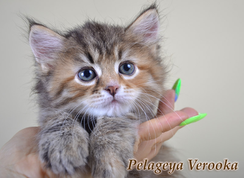 Pelageya Verooka
