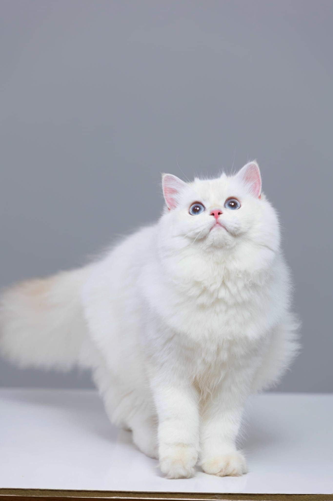 CH. C.Thena Empire Paws