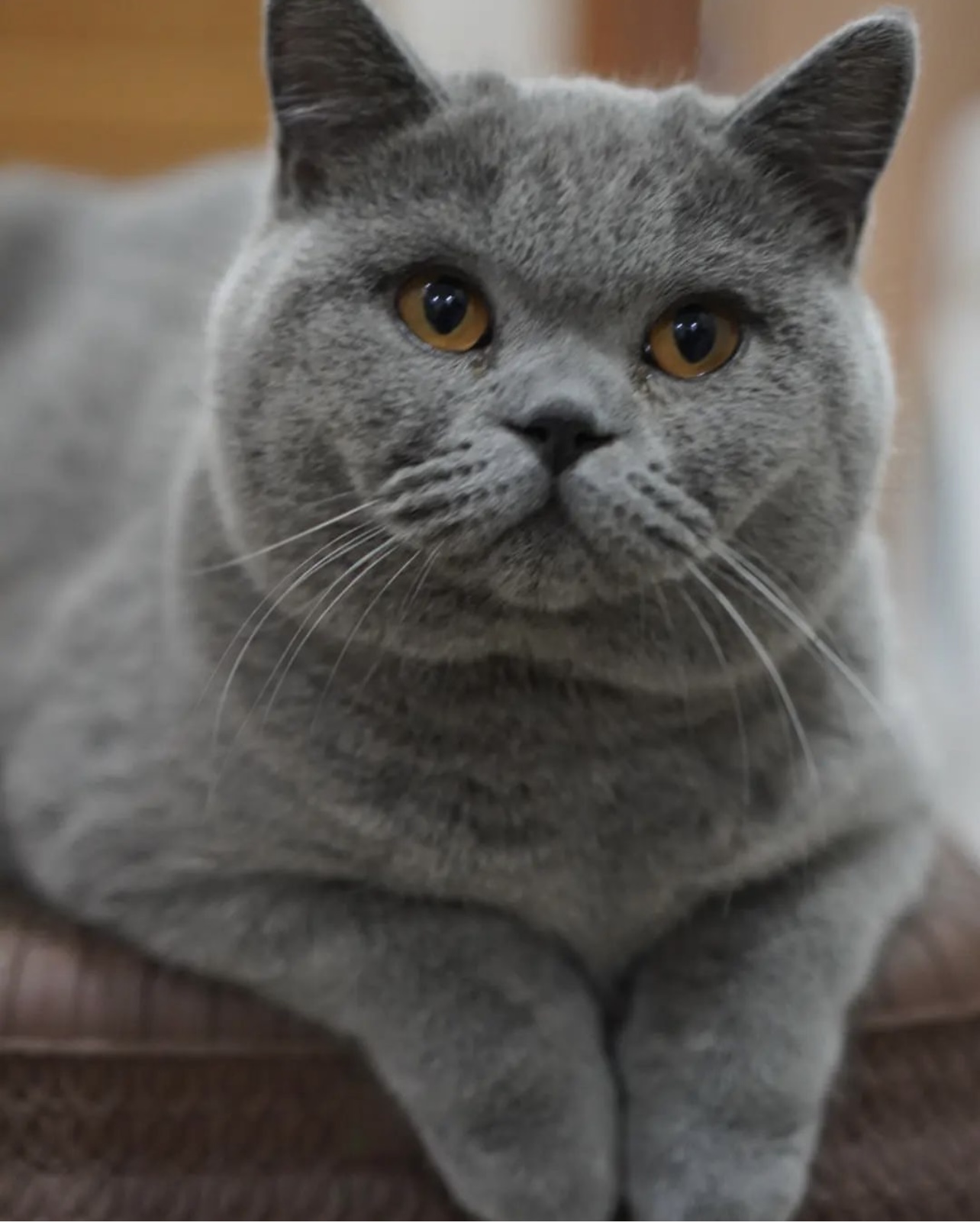 JCH. JCH. Raynar Fazaira Milow