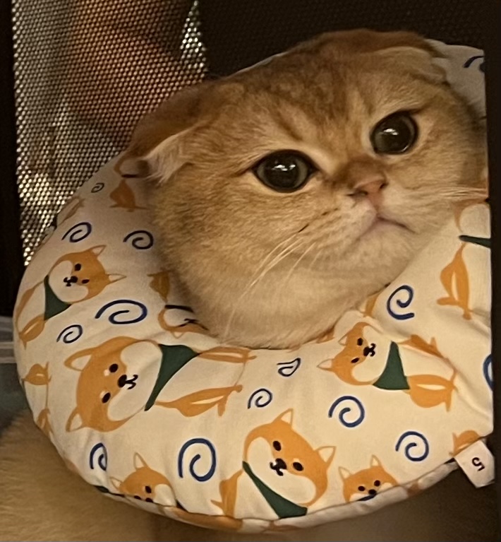 JCH. DerBejoü Schloss Belinda