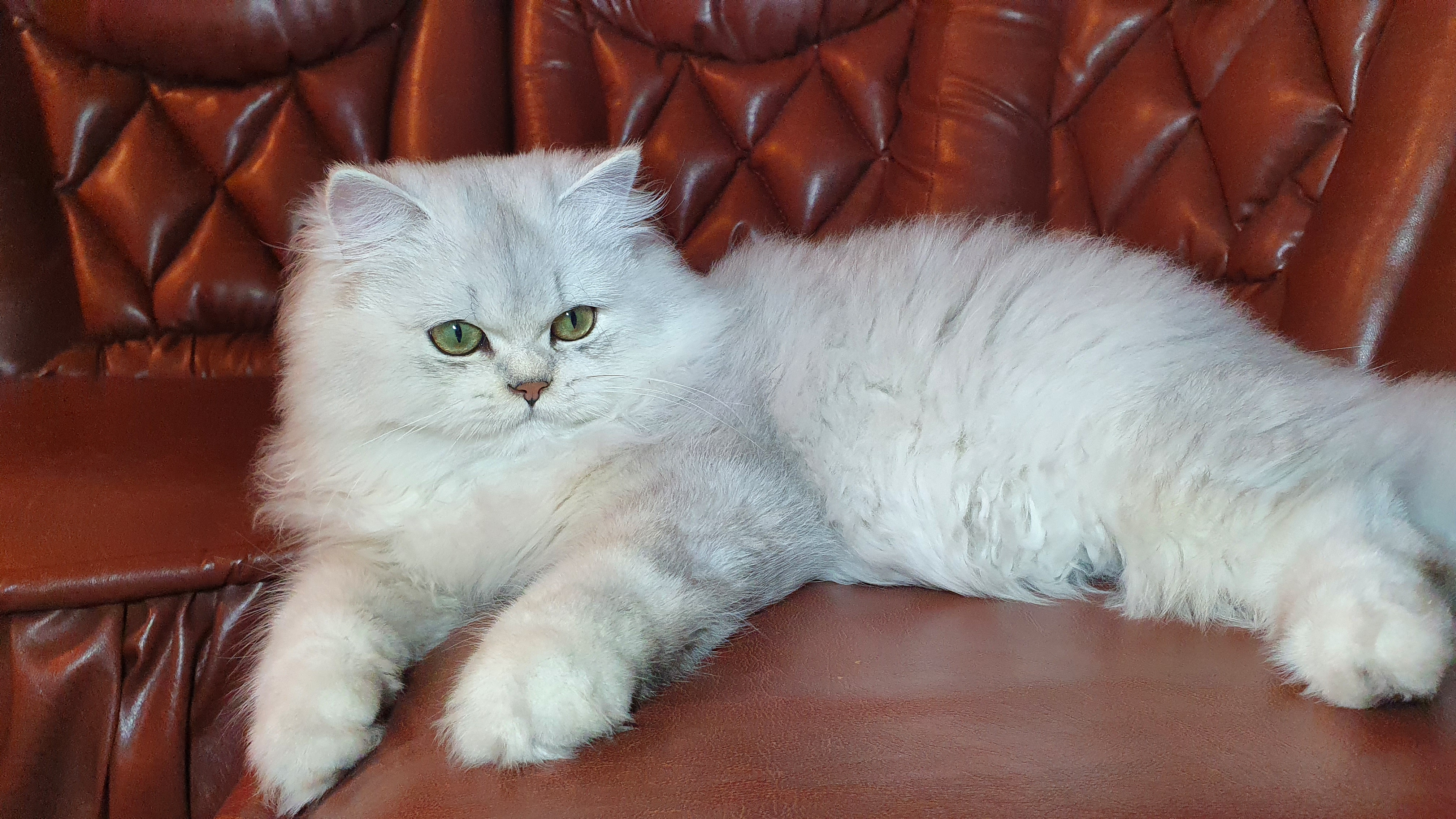 CH. Bella D&D Dora Friends