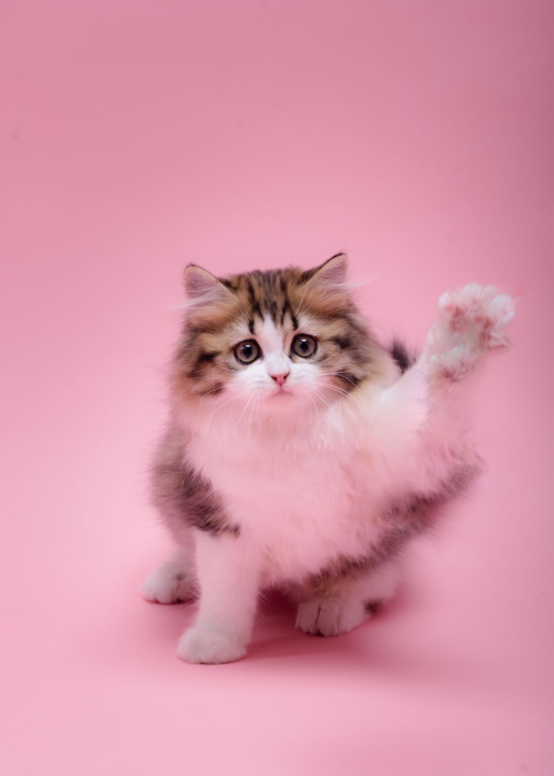 KCH. Holy Paws Onyx The Luckylove