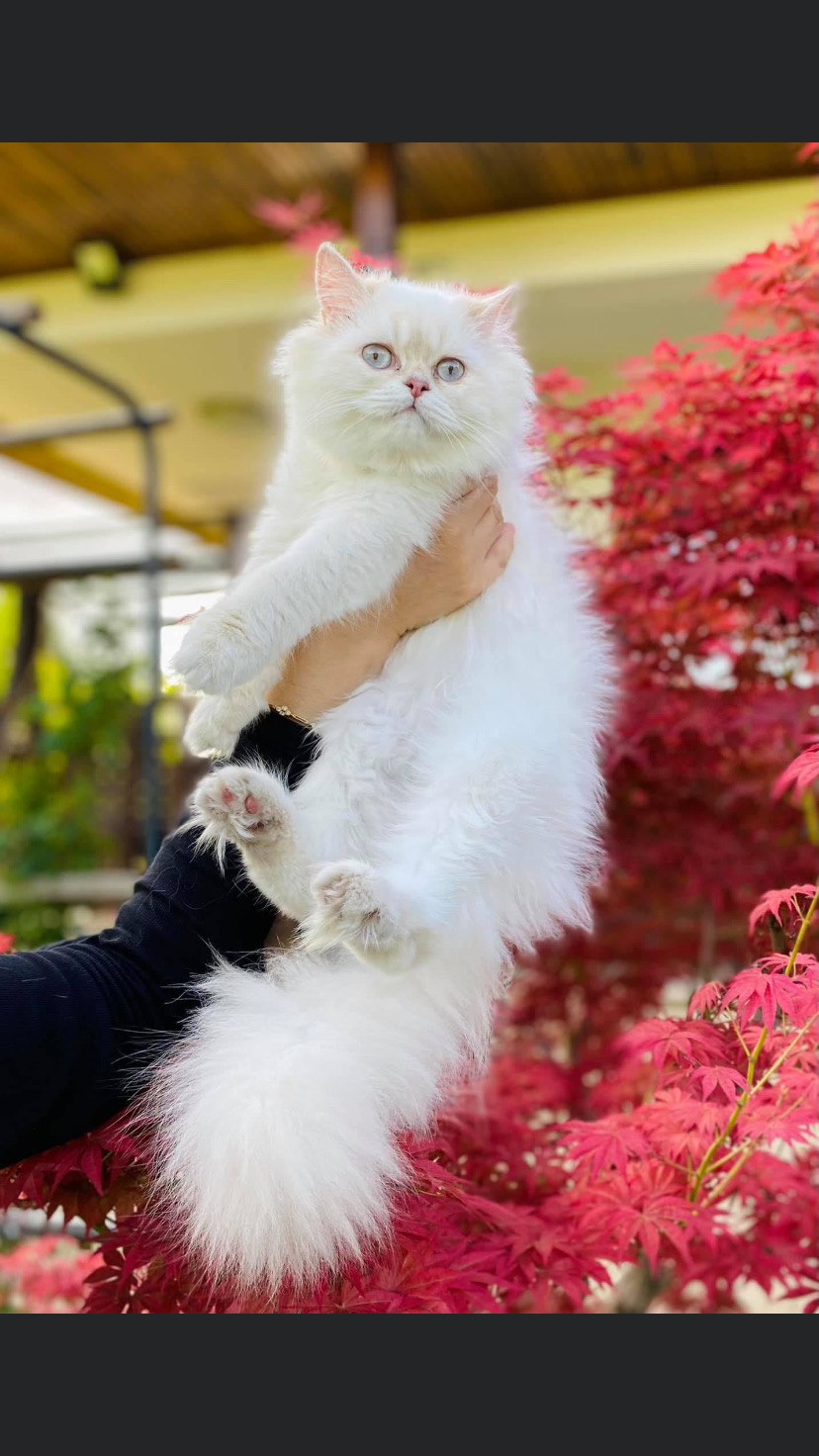 Master, CH. SapphireBri Holly