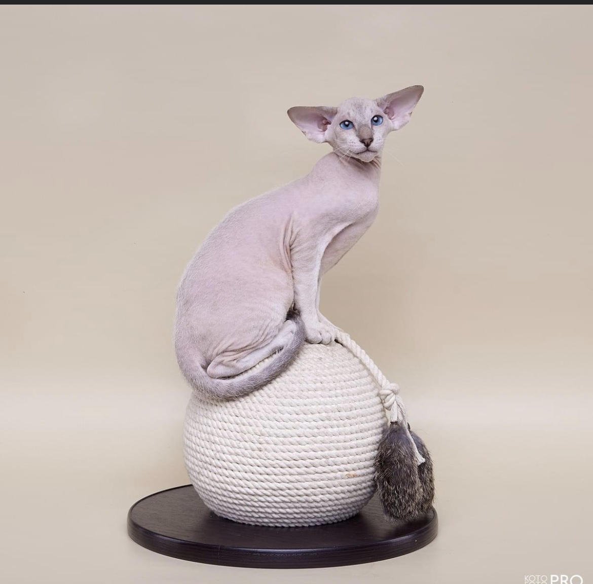 Cristof Antocha Only My