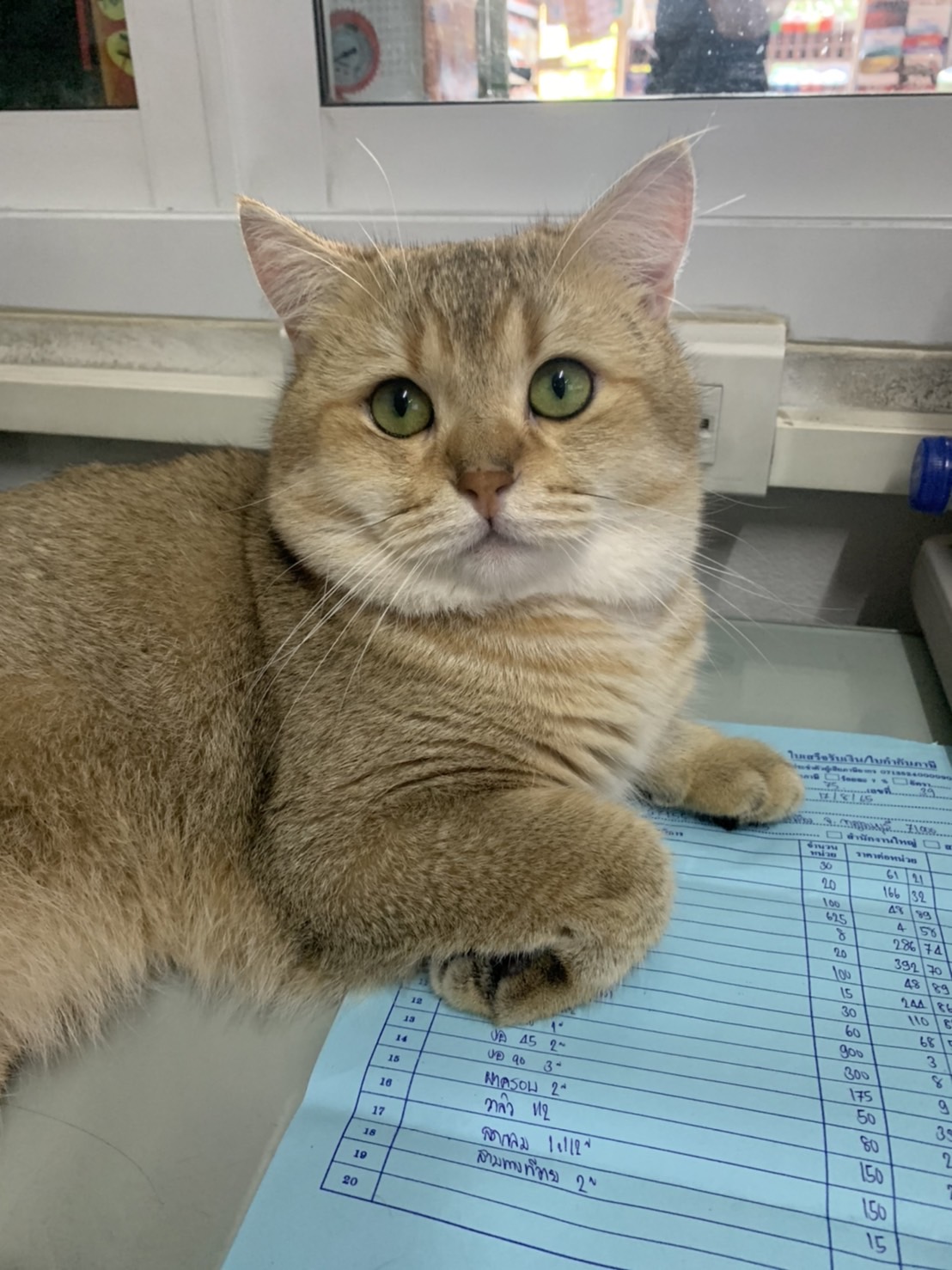 Saiyairak's Hazel Kaito