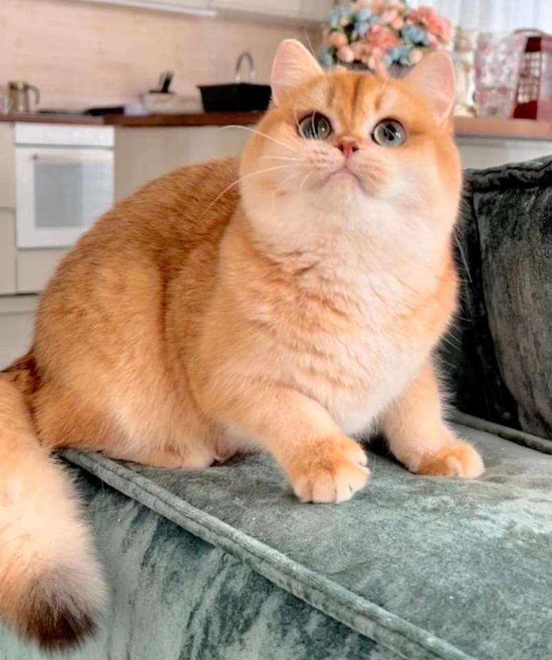 CH. Triumpher Golden Freya