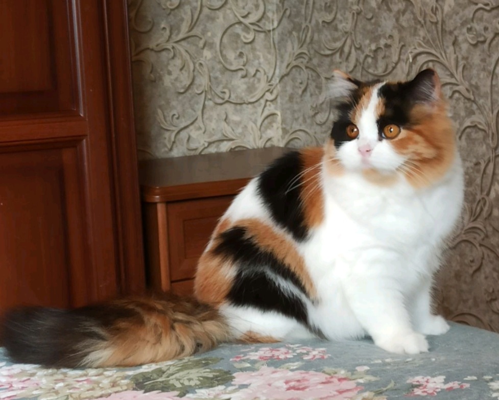 CH. CH Star Bastet Princess