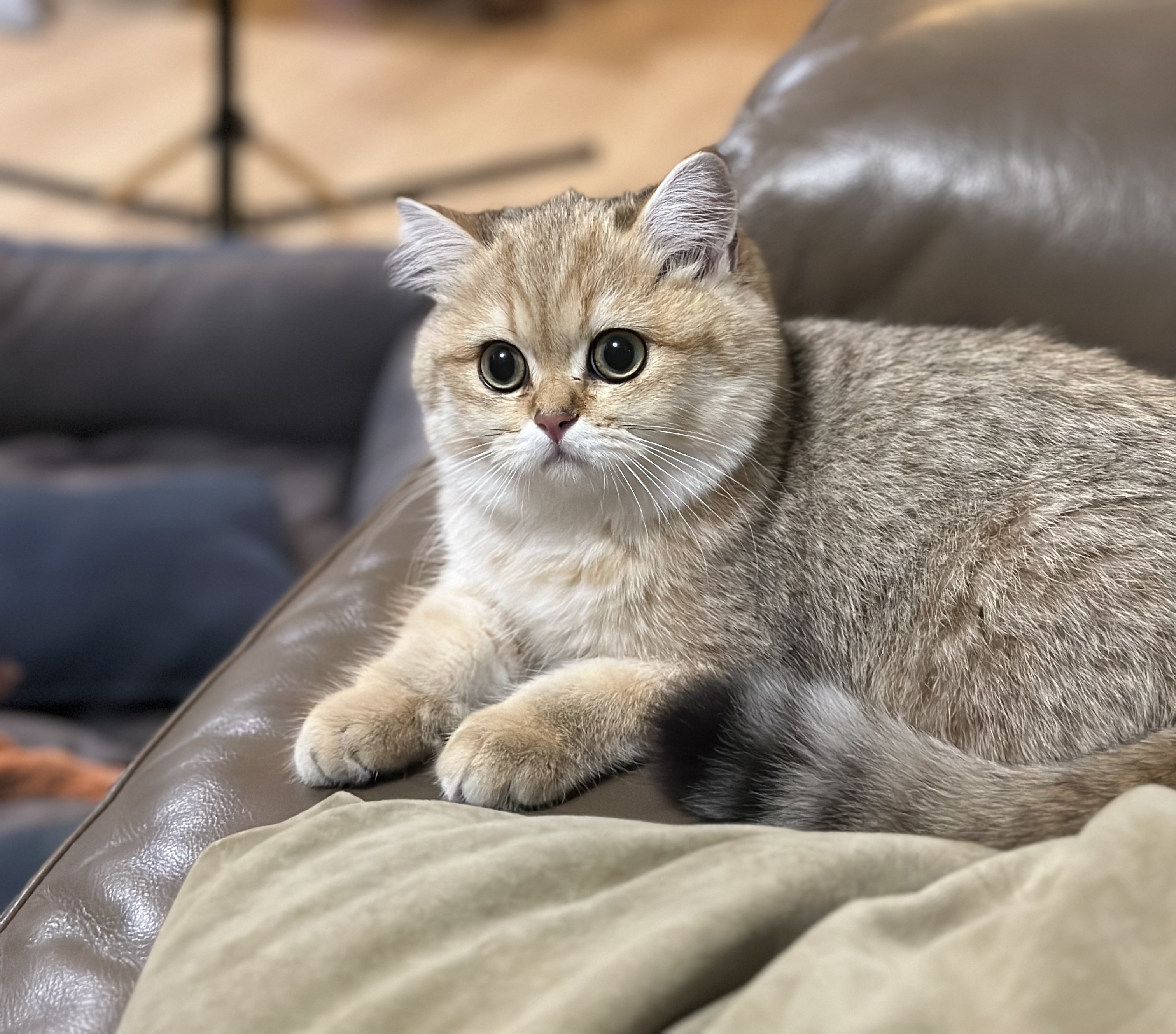 Abillie of Henryland