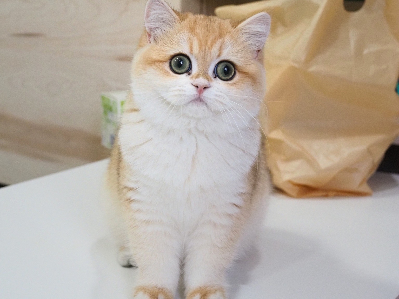 Cosy Cozy's Juliette Chérie