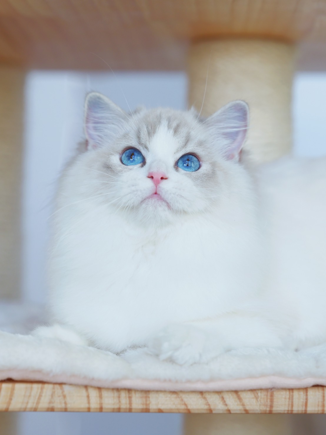 CODFISH'S NAITANG OF RHODONWELL