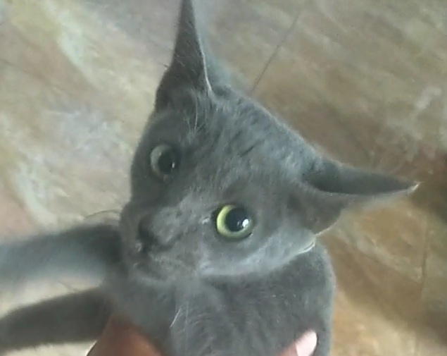 Cing cing
